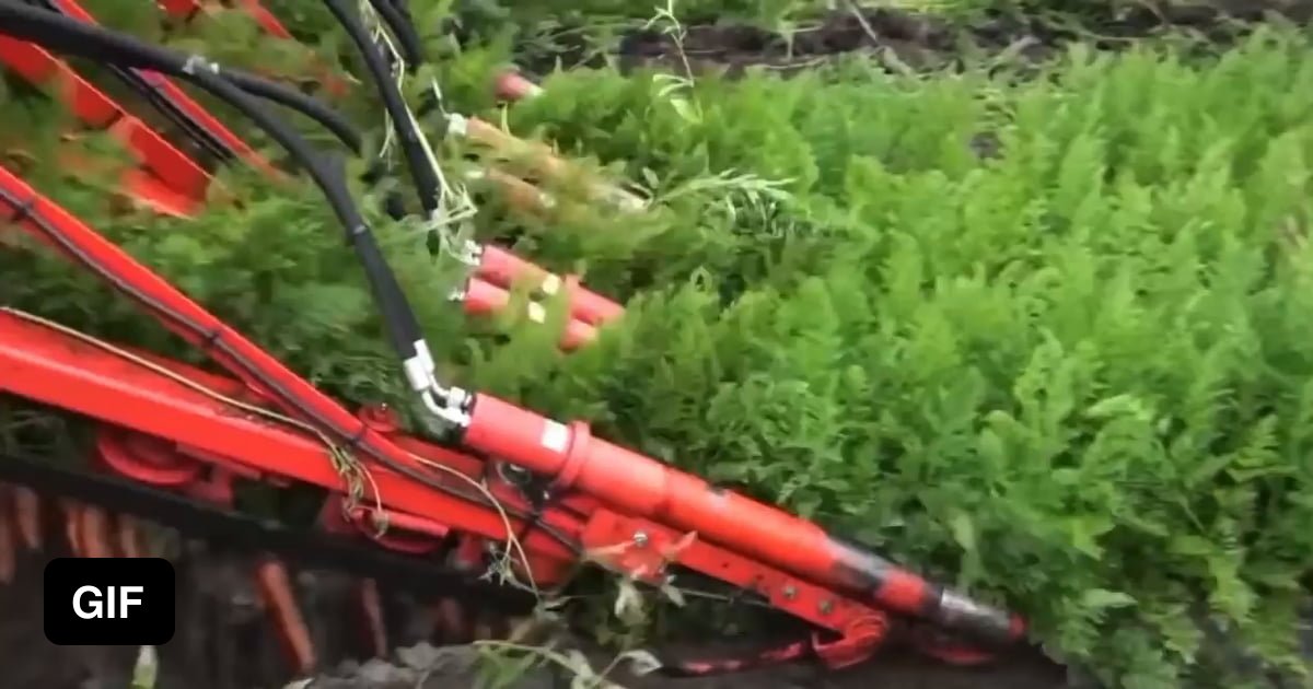 this-mass-carrot-harvester-9gag