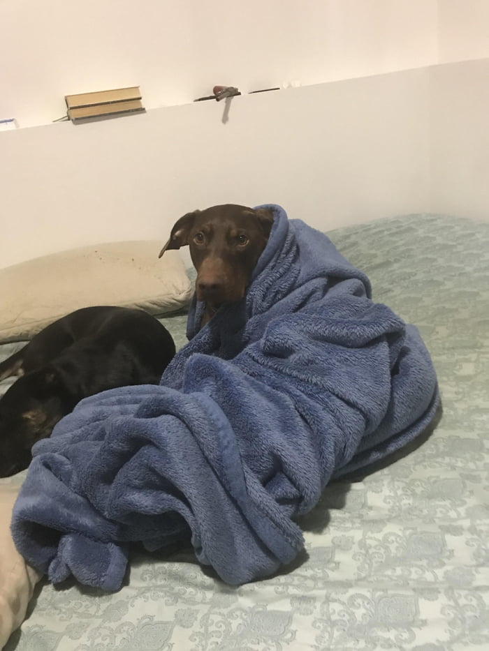 He wrapped himself up in the blanket while playing 9GAG