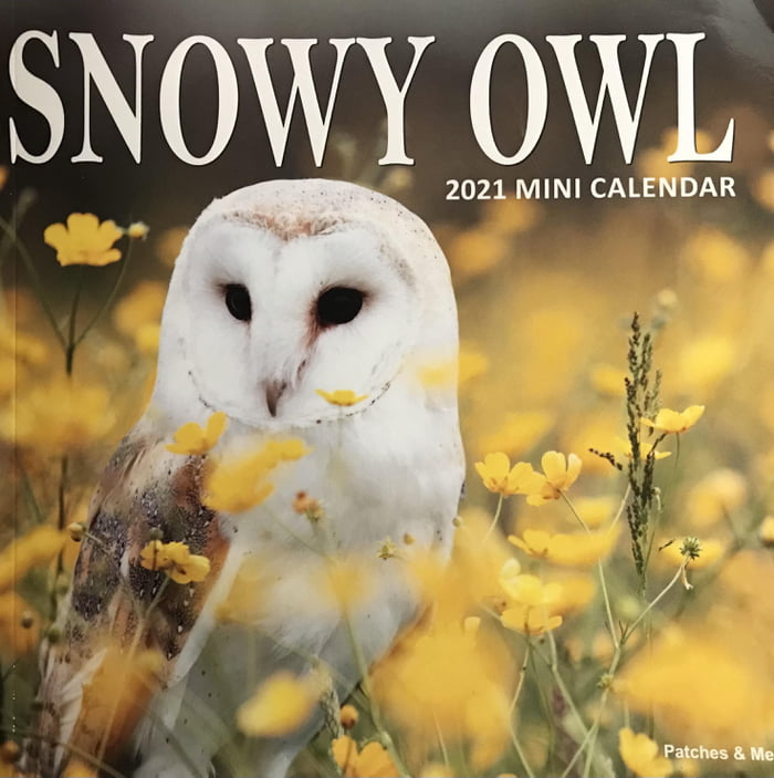 This “Snowy Owl” calendar with a Barn Owl on the cover 9GAG