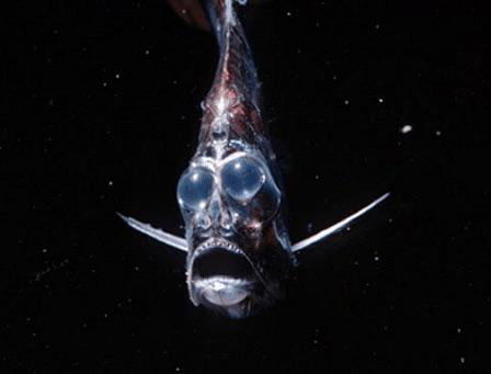 Hatchetfish, they are some of the marine species that live in the deepest  parts of the ocean, known as the Twilight Zone (bathyal zone) at 4,000 m  (13,100 ft). These fish live