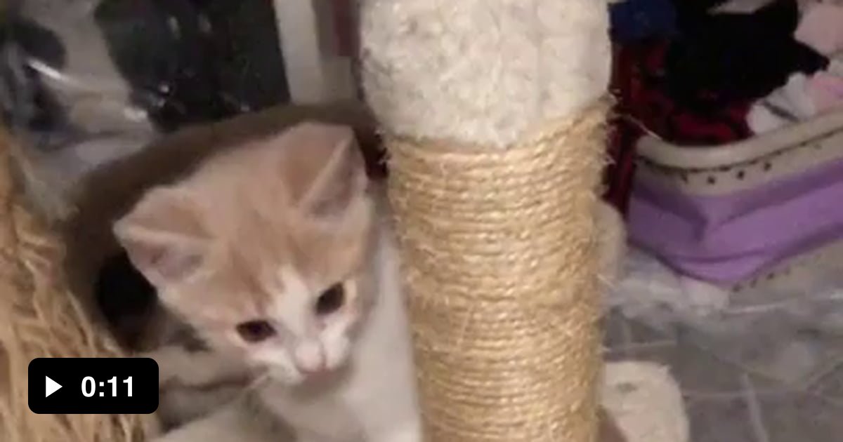 Accidentally picked up a pregnant cat from the park and she gave us a