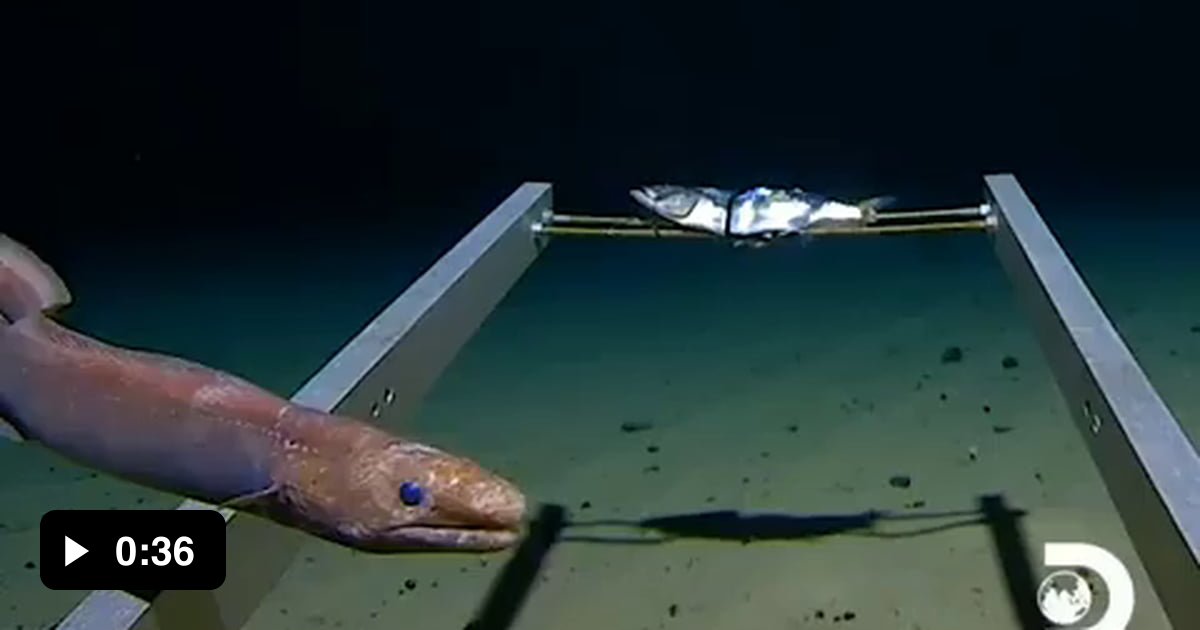 Footage From The Mariana Trench 10 792 Meters 36 000 Feet Below The 