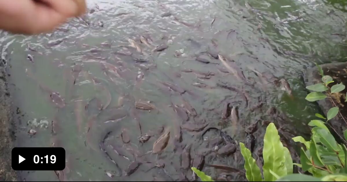 Catfish feeding times! 9GAG