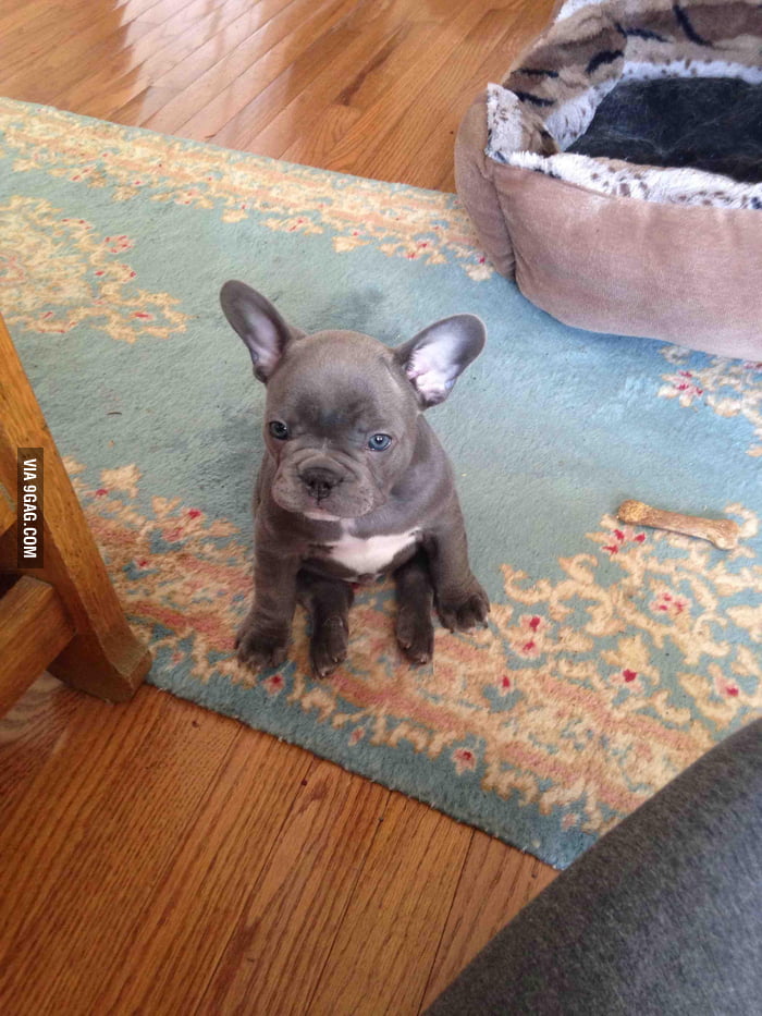 His face is so cute I want to throw a chair out of a window. - 9GAG