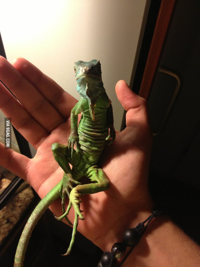 This is in my opinion the most beautiful reptile (Atheris squamigera) - 9GAG