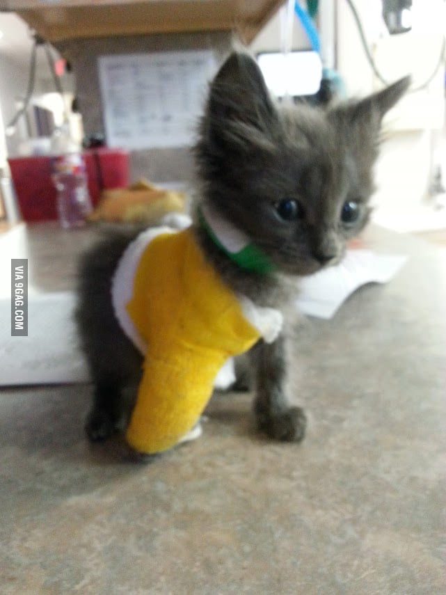 Little kitten is broken. 9GAG