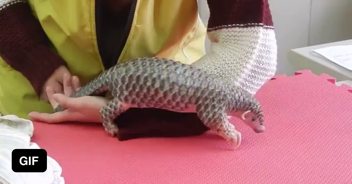 cuddly pangolin