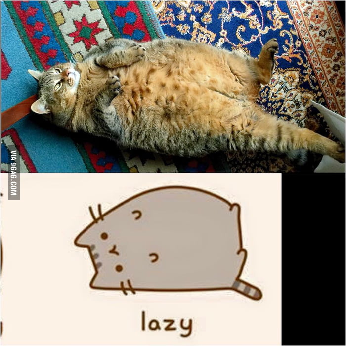 This is my cat. She's pretty like a real pusheen cat. - 9GAG