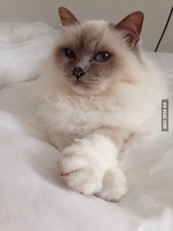 when-your-cat-is-prettier-than-you-9gag