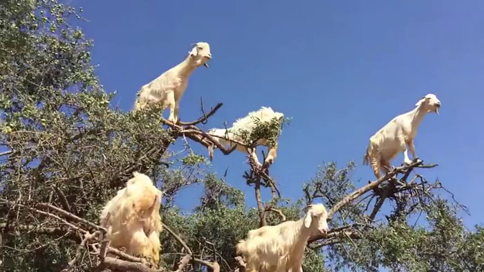 Wisdom tooth removal - 9GAG