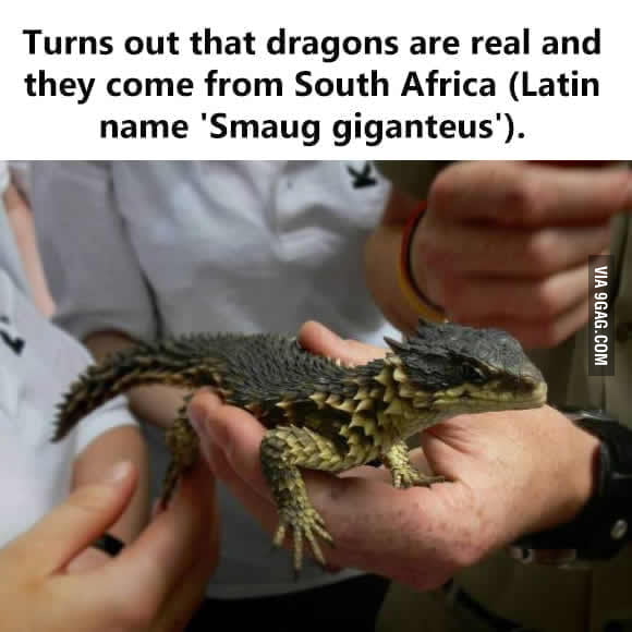smaug giganteus pet