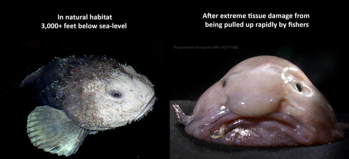 Blobfish with and without water pressure - 9GAG