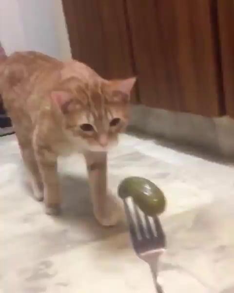 Get Cats Vs Pickles Logo Background