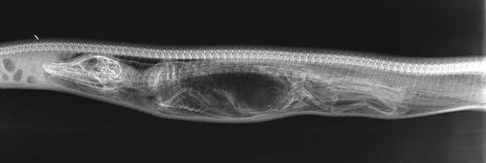 Xray of a alligator swallowed by a python - 9GAG