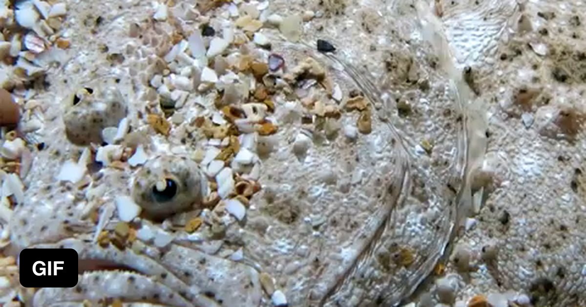 This is the Flounder fish. Not only is it amazing at disguise, as it