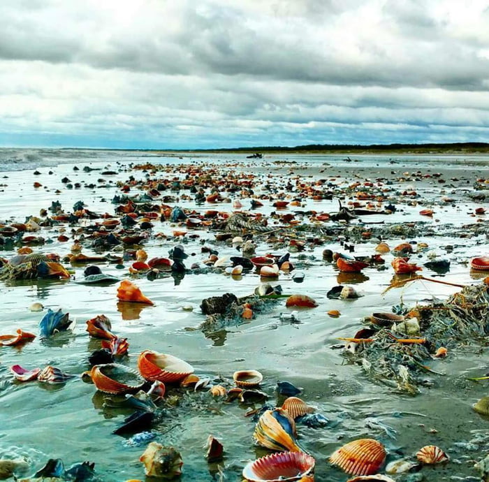 Beauty after a storm, trove of gorgeous sea shells left behind at low