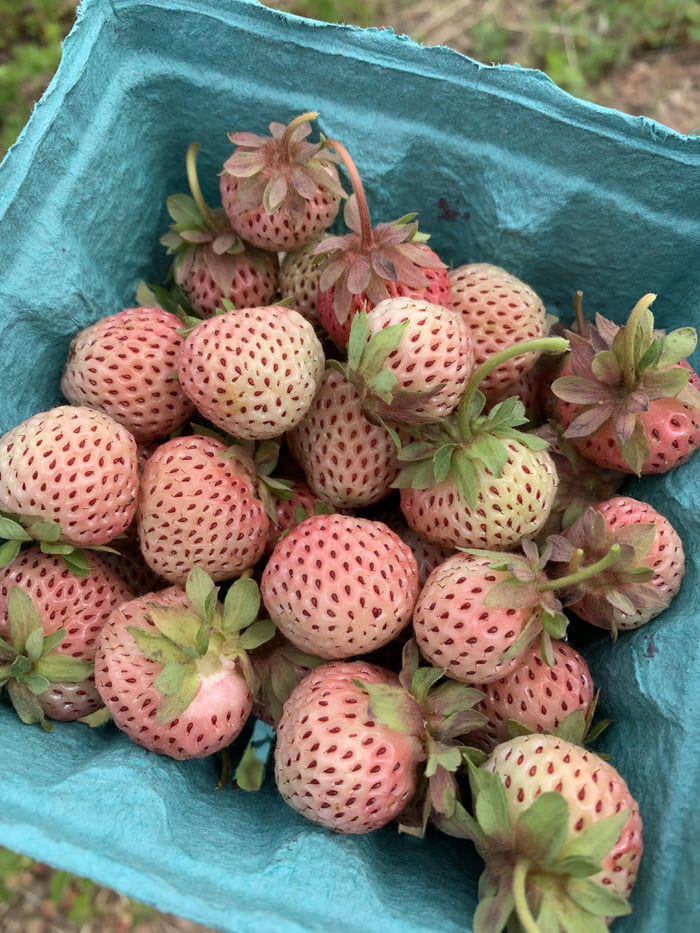 Pineberries. White strawberries that taste like pineapple. 9GAG