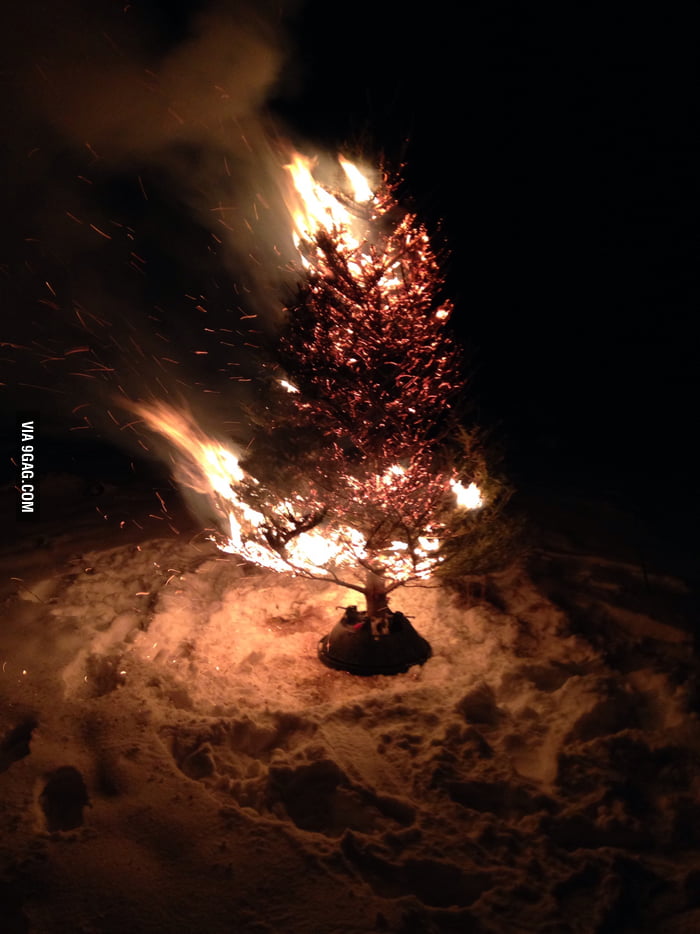 How to deal with old Christmas Trees the right way 9GAG