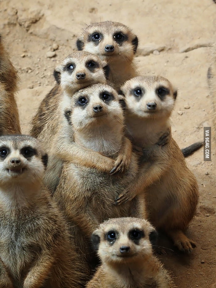 Meerkat group hug - 9GAG