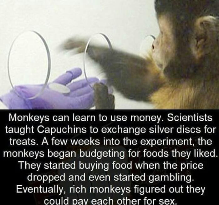 Monkeys using money - 9GAG