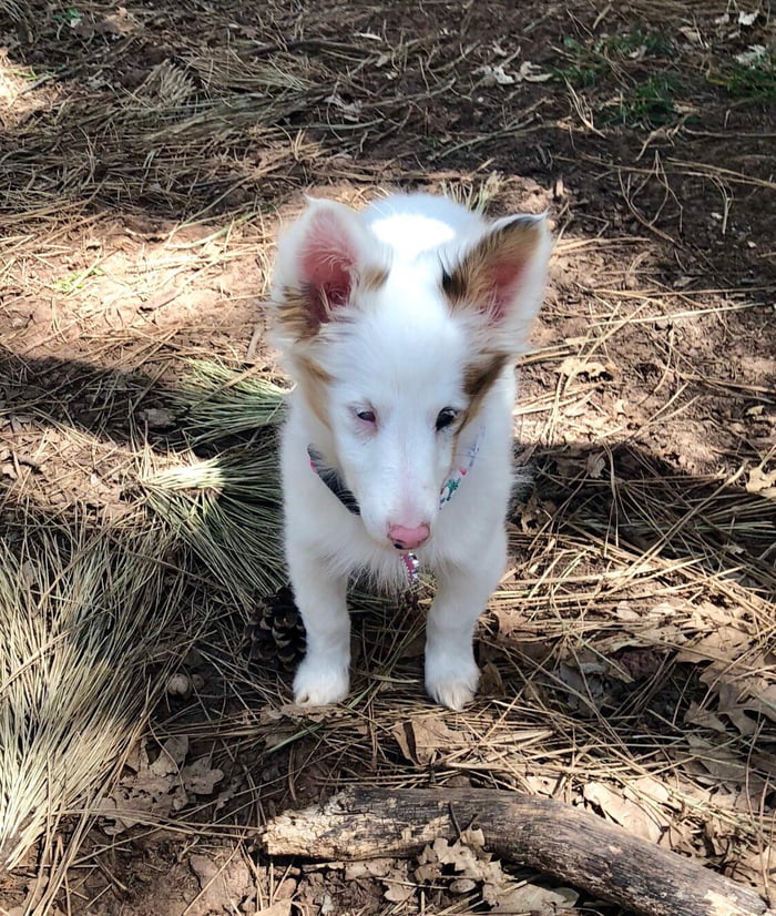 double merle sheltie