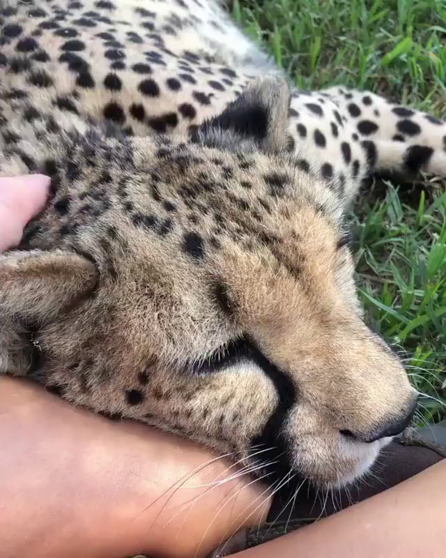 Blanca the Cheetah is a very good girl - 9GAG