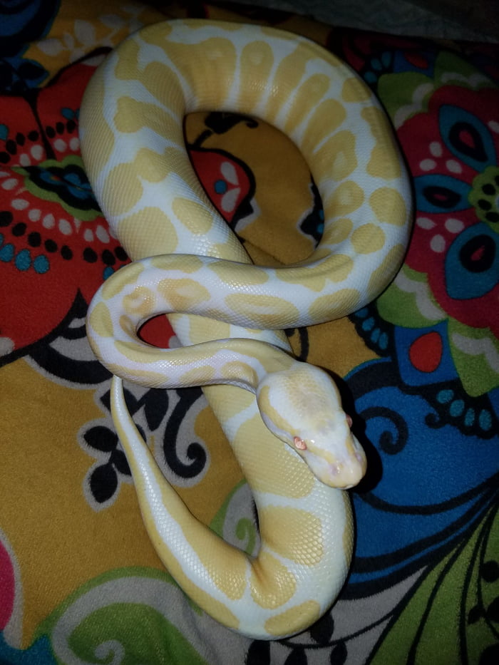 My Pretty Albino Ball Python 9gag