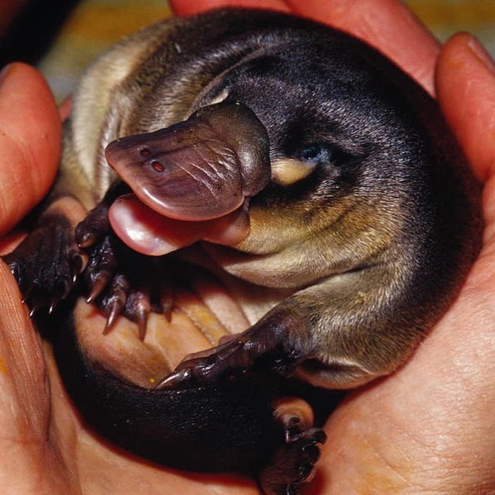 Baby Platypus Are Called Puggles 9gag