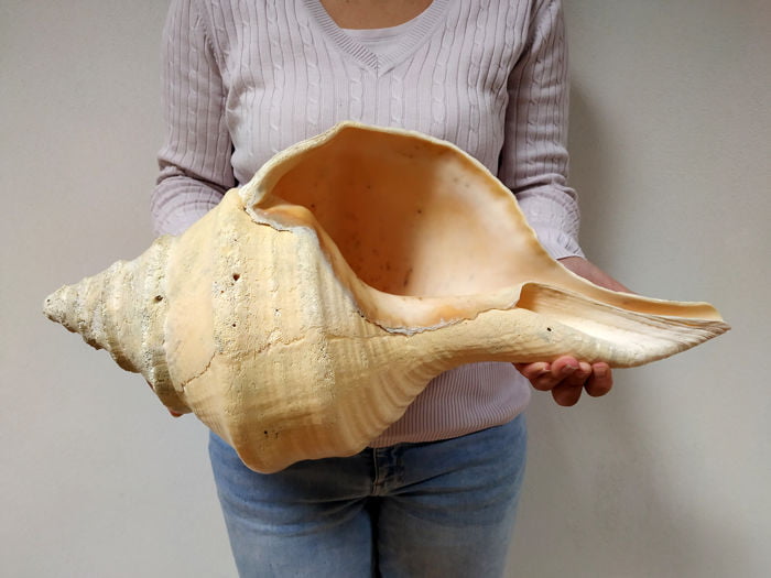 A shell belonging to a Syrinx aruanus, also called the Australian