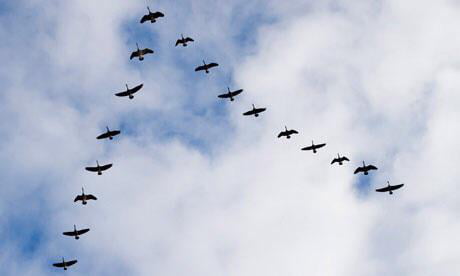 geese v formation cartoon