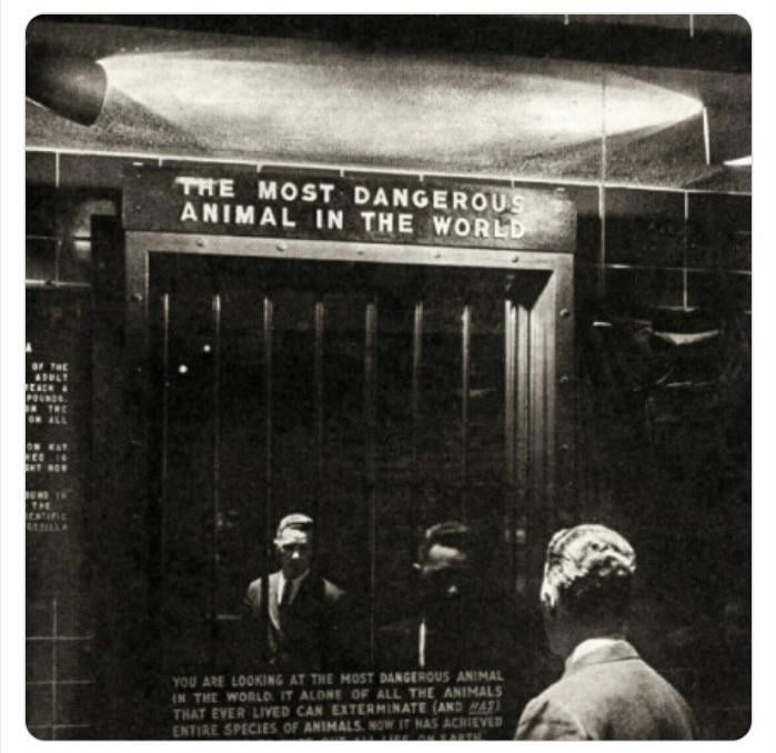 In 1963, the Bronx Zoo installed an exhibit called “ The Most Dangerous