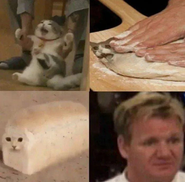 Cat bread 9GAG
