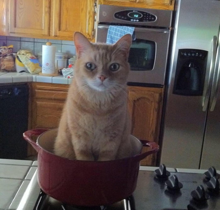 Cat curry anyone? 9GAG