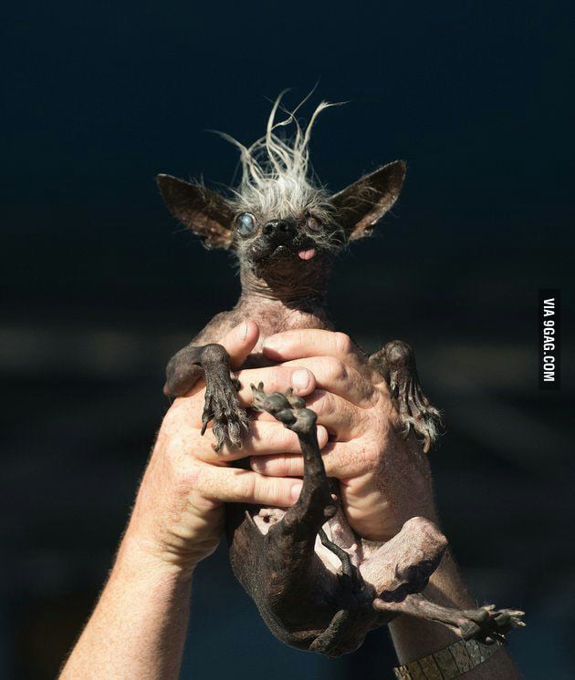 Как выглядит самое страшное животное в мире World's Ugliest Dog Contest 2016 Winner... - 9GAG