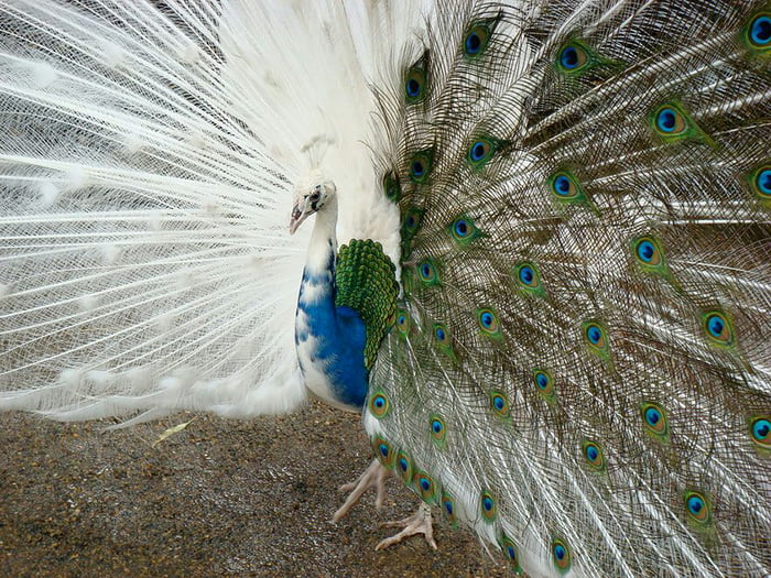 Half leucistic peacock - 9GAG