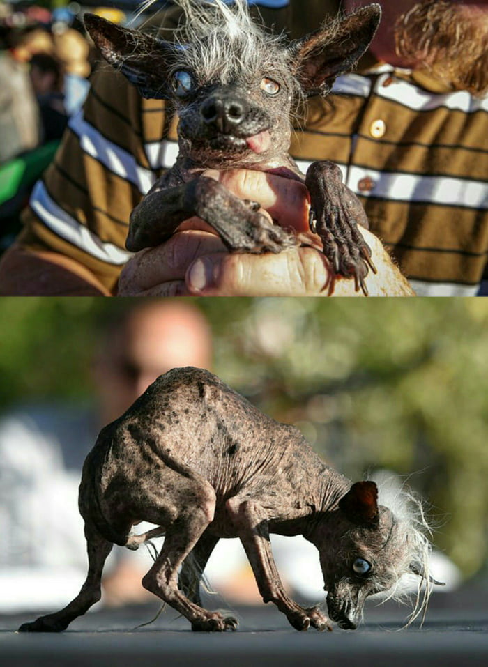 meet-the-worlds-ugliest-dog-contest-winner-sweepee-rambo-9gag