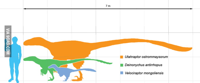 real life size of velociraptor