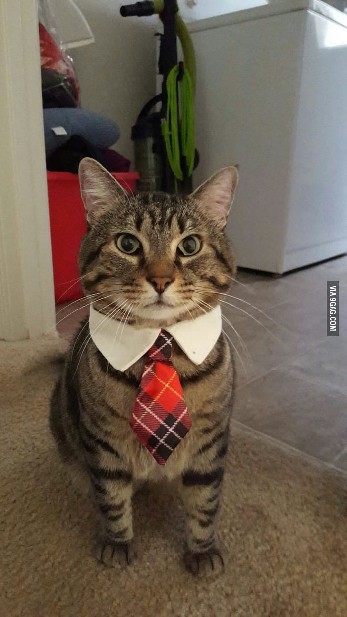 Cutest cat ever - 9GAG