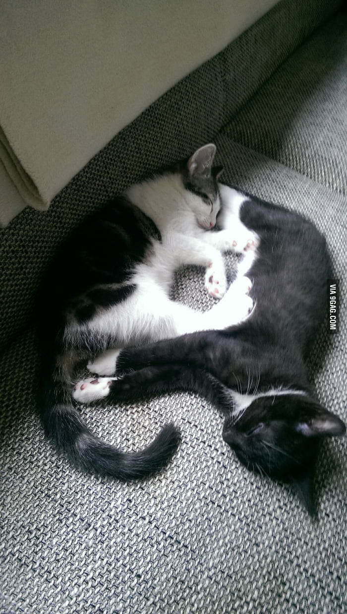 Cat Yin And Yang Almost Gag