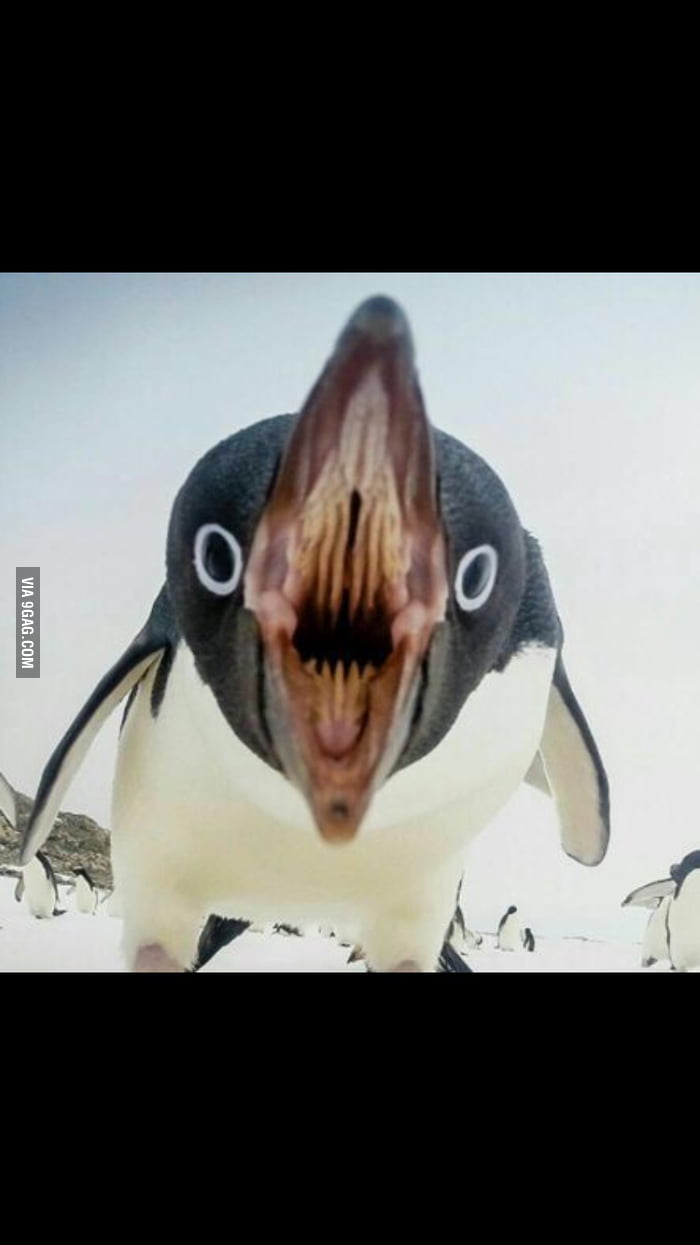 Penguin with an open mouth.. - 9GAG