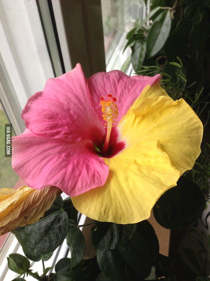 Гибискус комнатный фото сорта