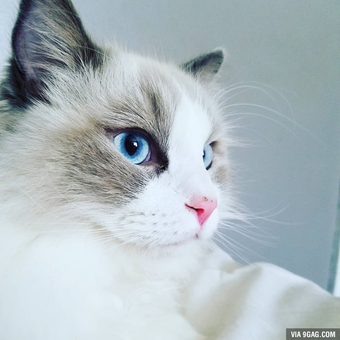 The bluest eyes to ever blue - 9GAG