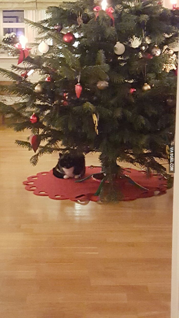 Some cats like christmas trees 9GAG