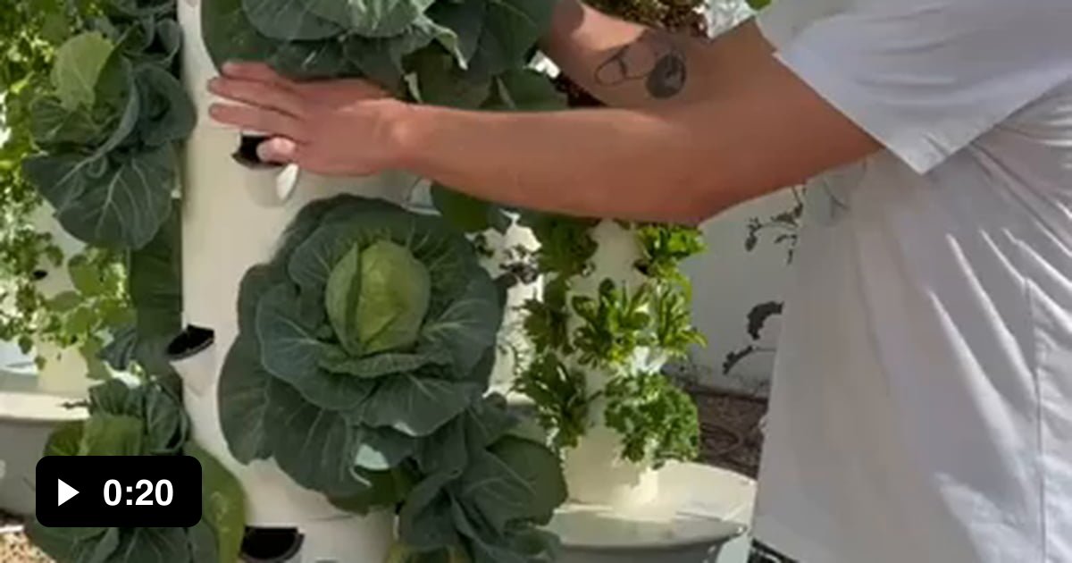 Harvesting aeroponic cabbage & lettuce from Tower Garden 9GAG