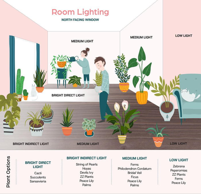 Indoor plant lighting guide - 9GAG