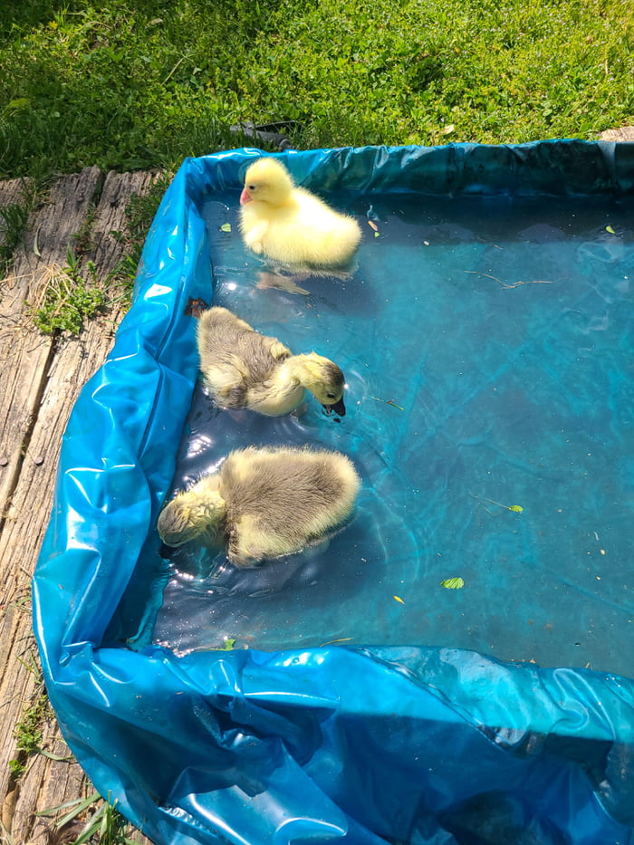 Baby Geese love their pool - 9GAG