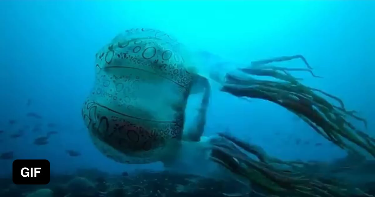 An extremely rare species of box jellyfish. One of the first ä videos