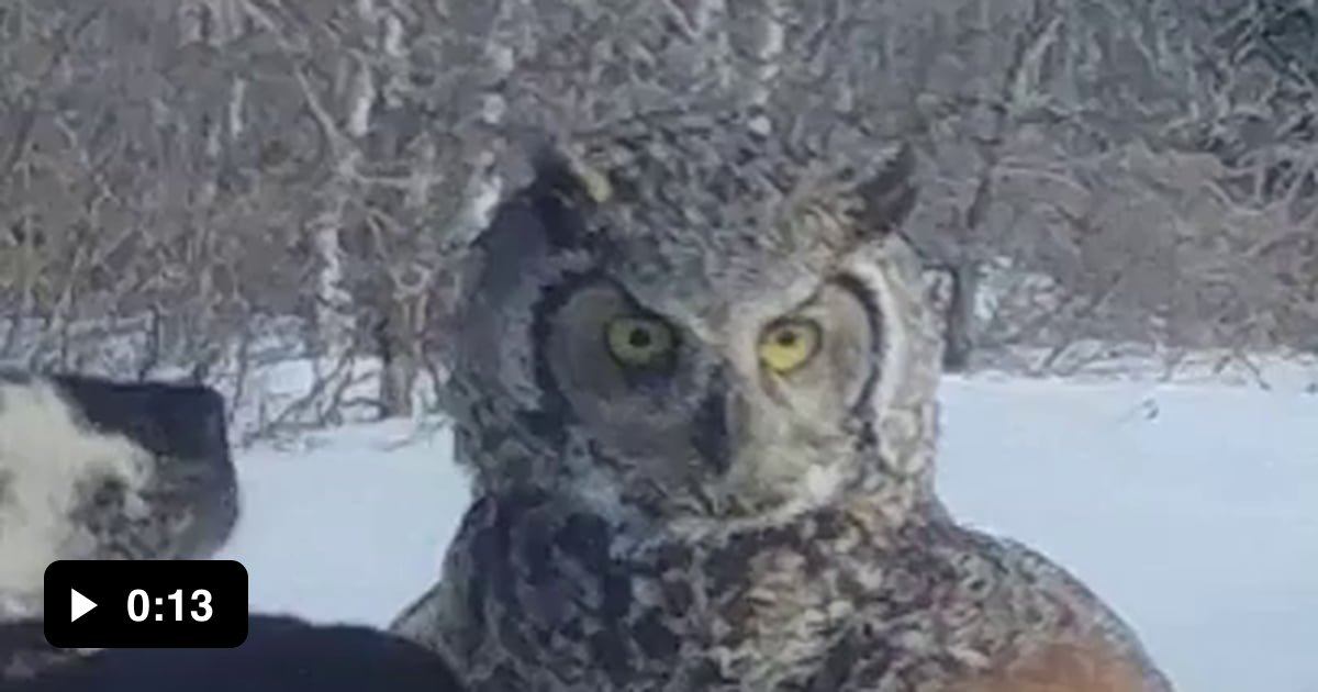 Badass Owl confronted by pack of Dogs, is unfazed. - 9GAG