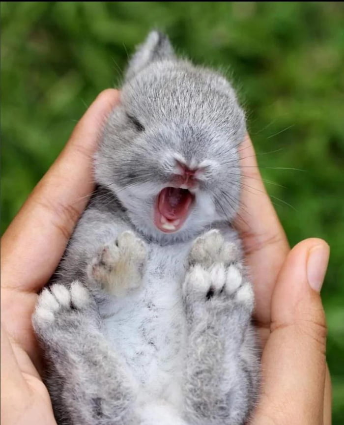 Baby bunny yawning!! 9GAG