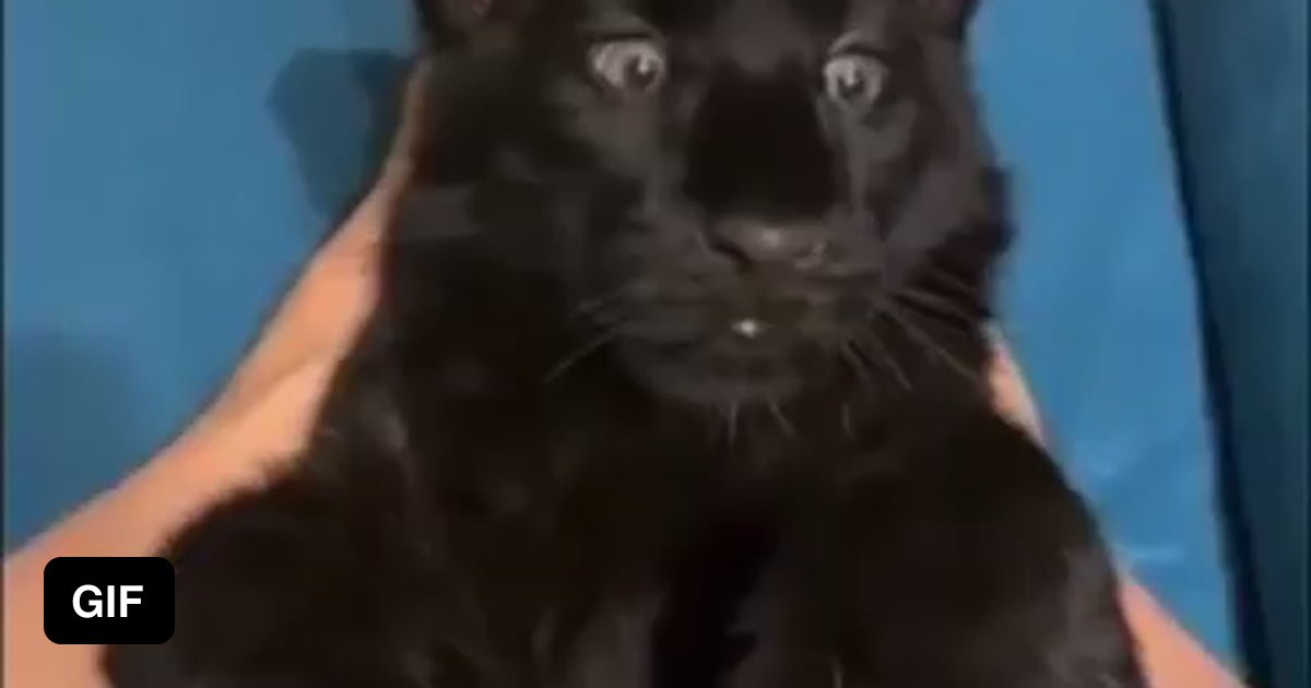 Baby black panther - 9GAG